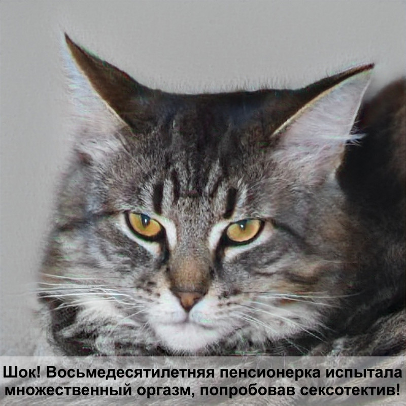 беременная кошка