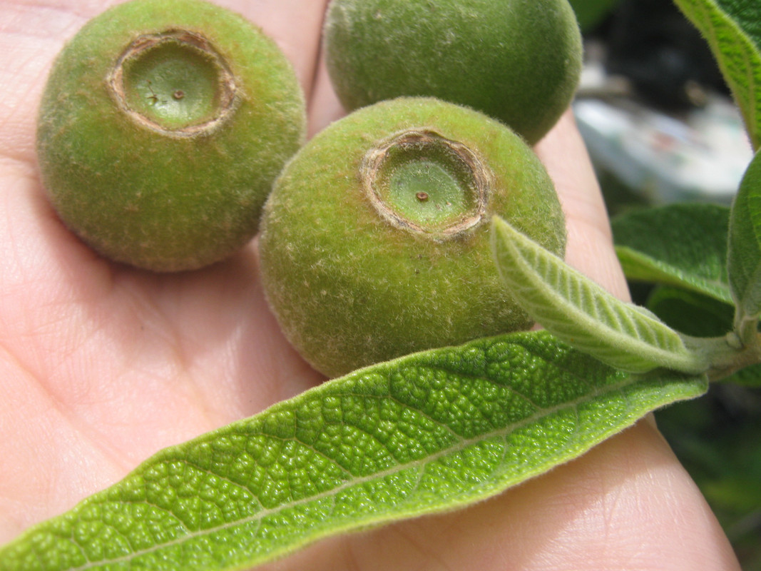 sete_capotes_--campomenesia_guazumifolia--huerta