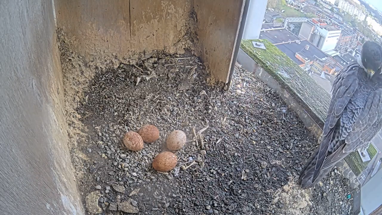 Schermafbeelding 2026 04 04 102043