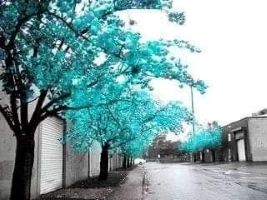 space hey tree