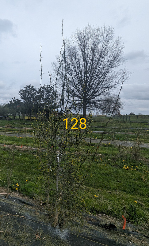PXL_20240411_164140838~3