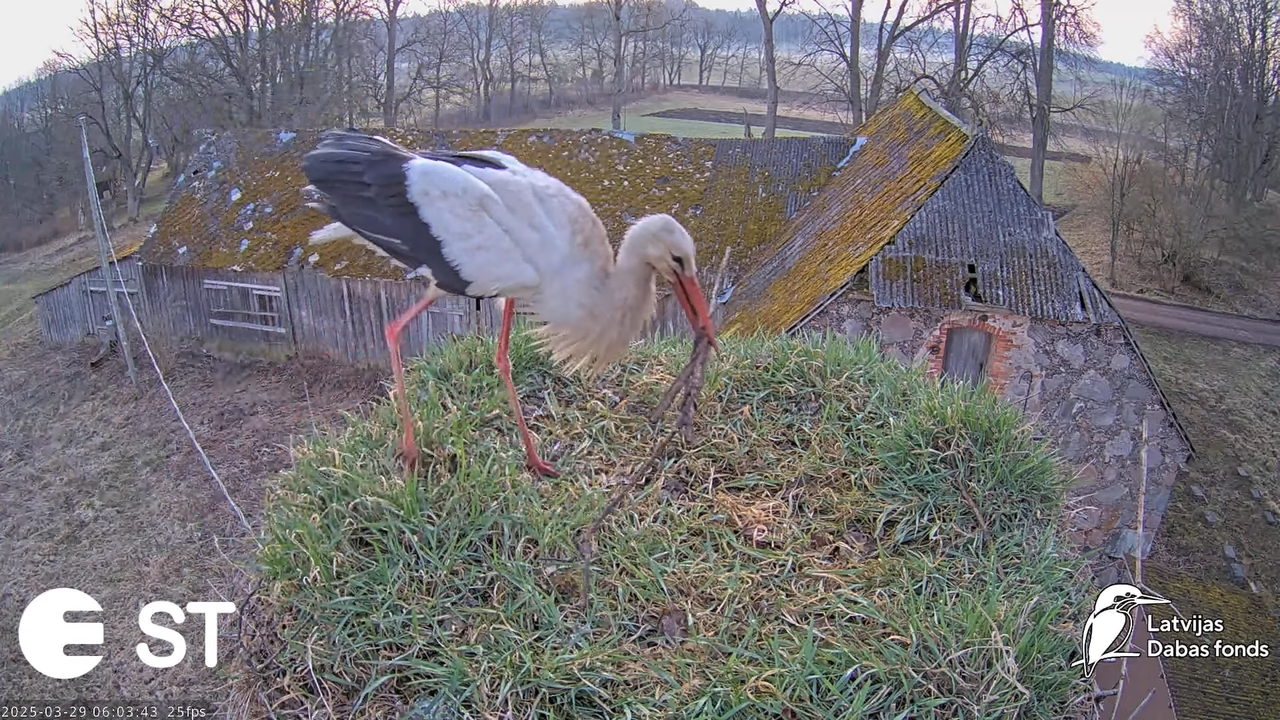 (19) Baltie stārķi (Ciconia ciconia) Tukuma novadā __ White storks in Tukums, Latvia - YouTube - 584