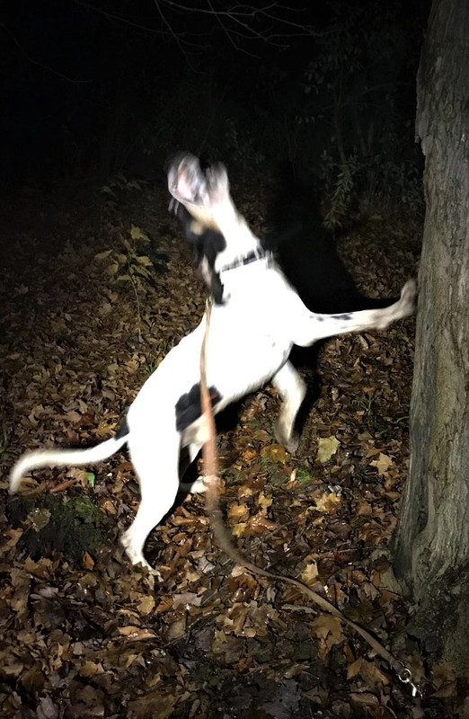 Sammy-Nov-3-2017 (1)