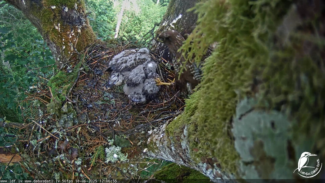 Melnās klijas (Milvus migrans) Kurzemē_ peļu klijāni (Buteo buteo) 14-19-40 screenshot