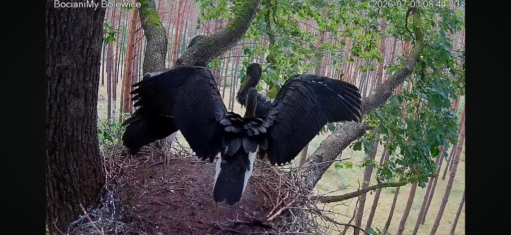 IMG 3750