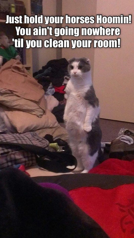 when-your-cat-turns-into-your-mother