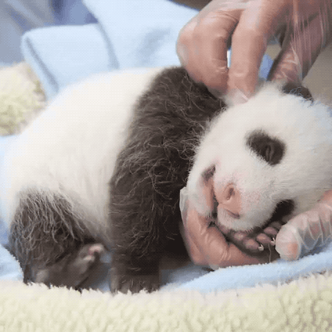 Babypandascritches03af40b5b03cf7efdab4badcc8.gif