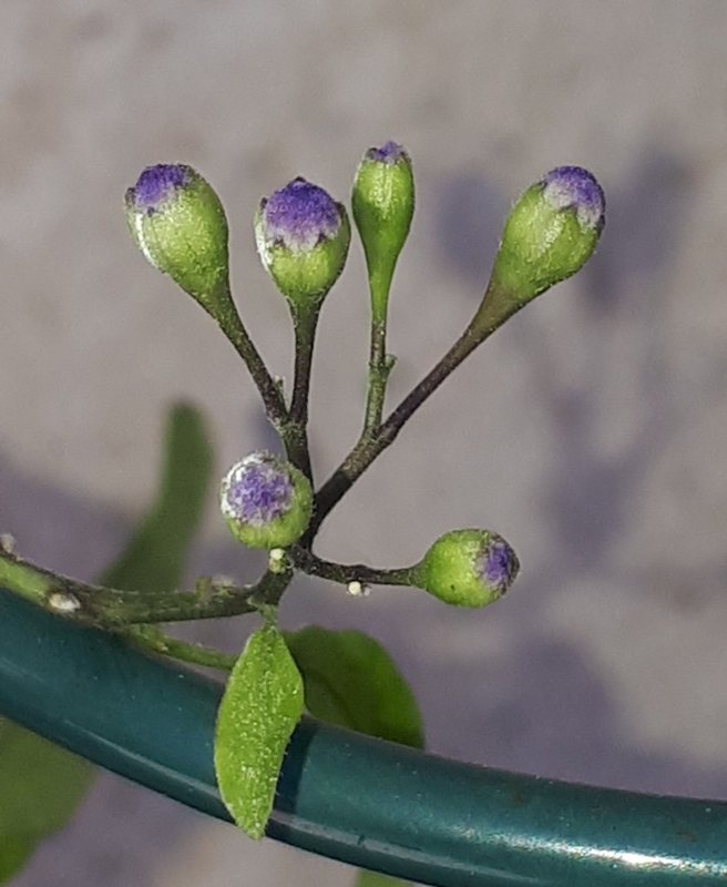 Petit solanum jasminoïdes deviendra grand... j'espère ! Cl-matite-Louisette003