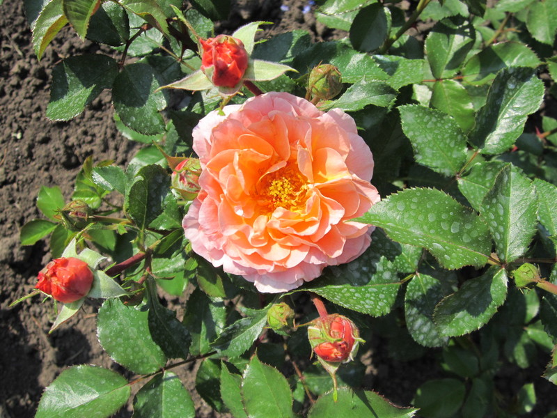 IMG_1728[1]