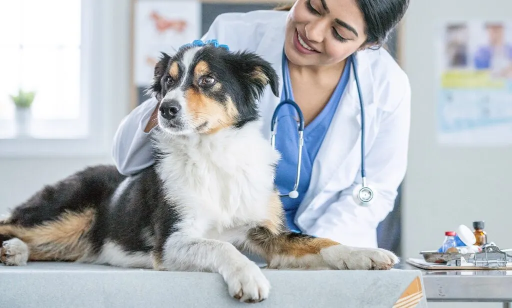 Types of Vaccination for Dogs