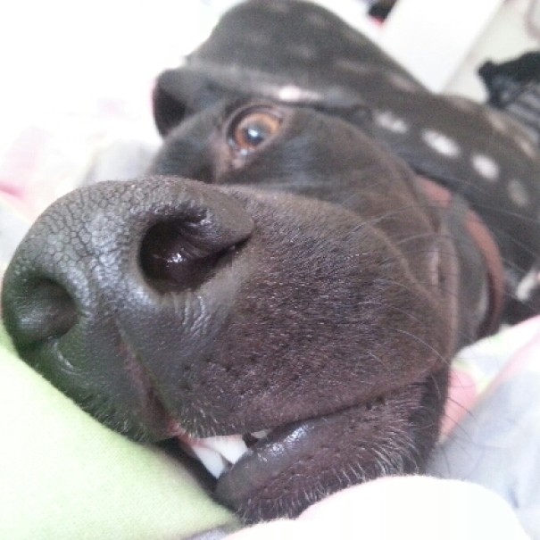 20 смешных зверей, которые очень удивили своих хозяев поутру