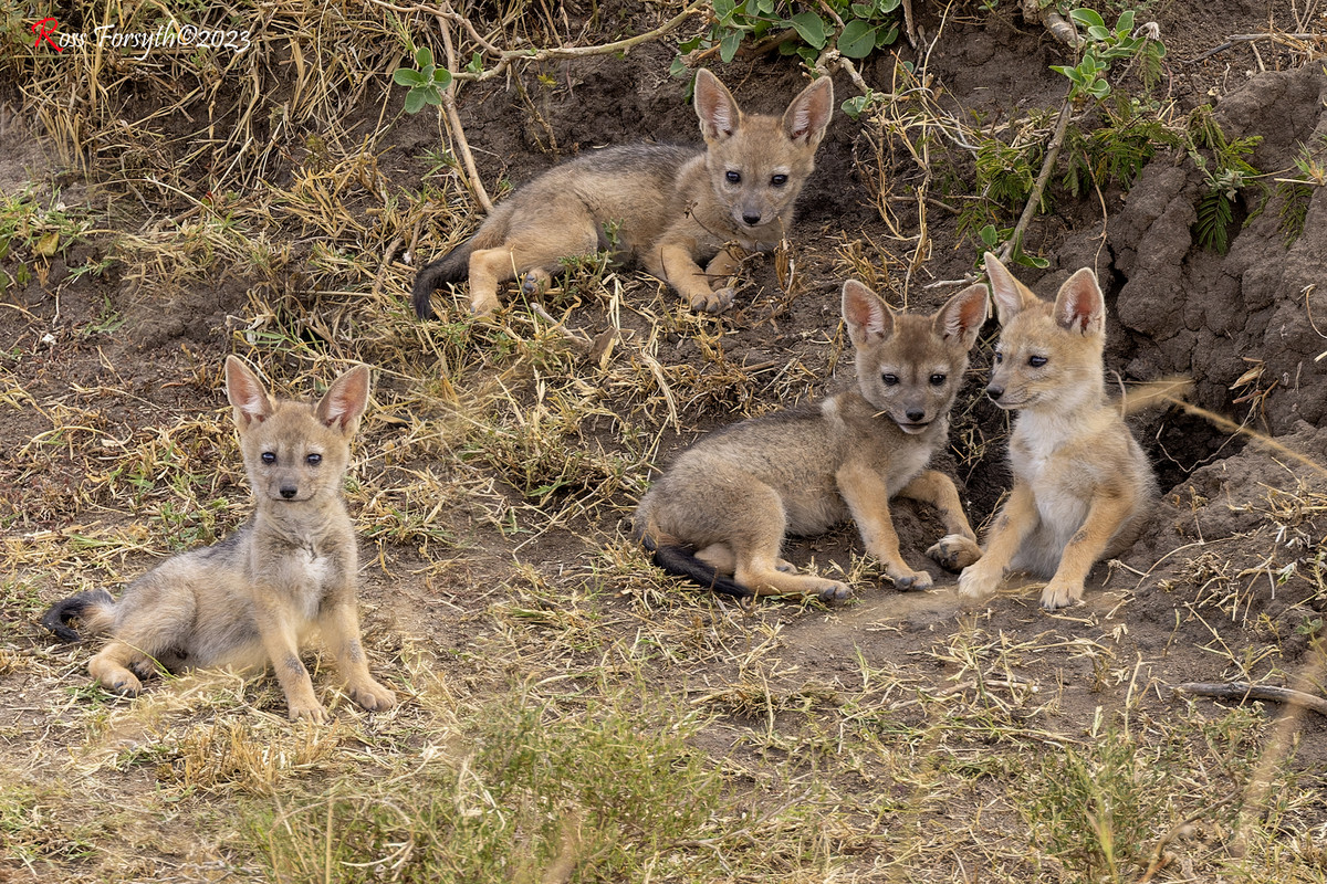 _5RF3881-CR3_DxO_DeepPRIMEXD