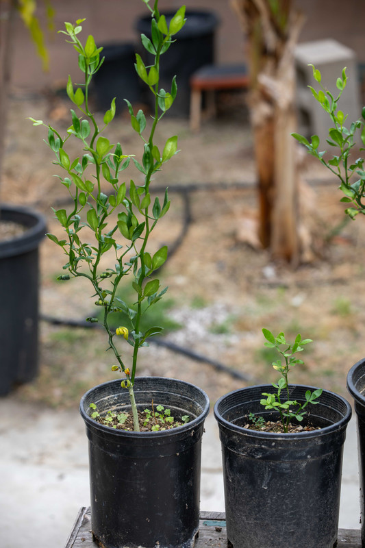 8U1A1135  Flying Dragon Citrus Seedlings Compaired (5-16-2024)