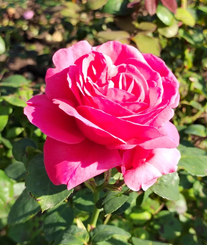 https://i.postimg.cc/V6LtBctT/051-IMG-20240918-121354-edit-282020120193093.jpg