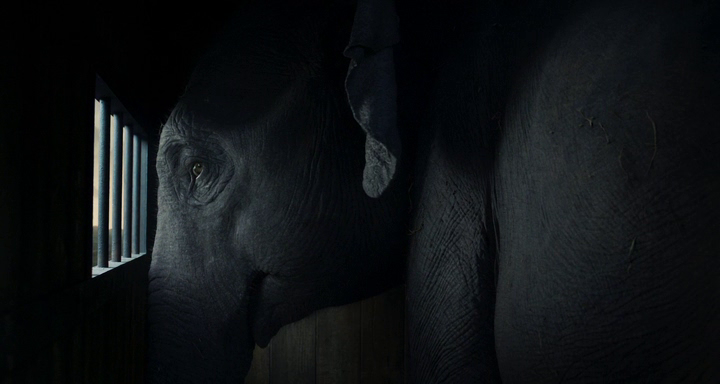Dumbo-2019-BDRi-P-1.png