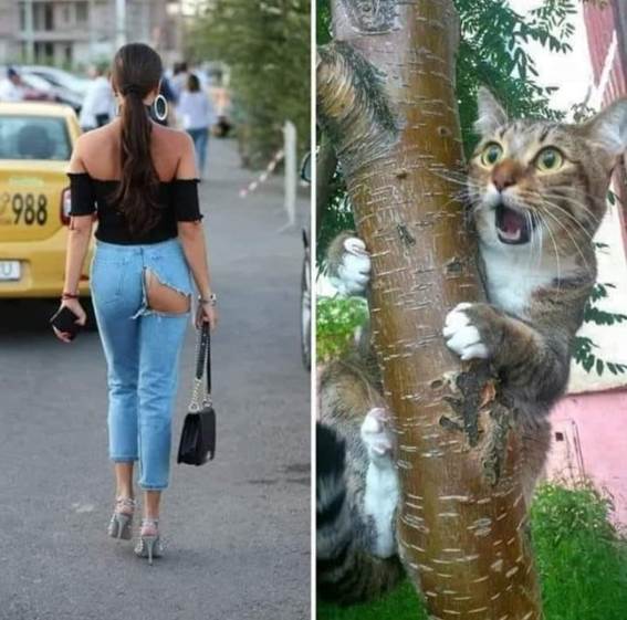 verbaasde-kat