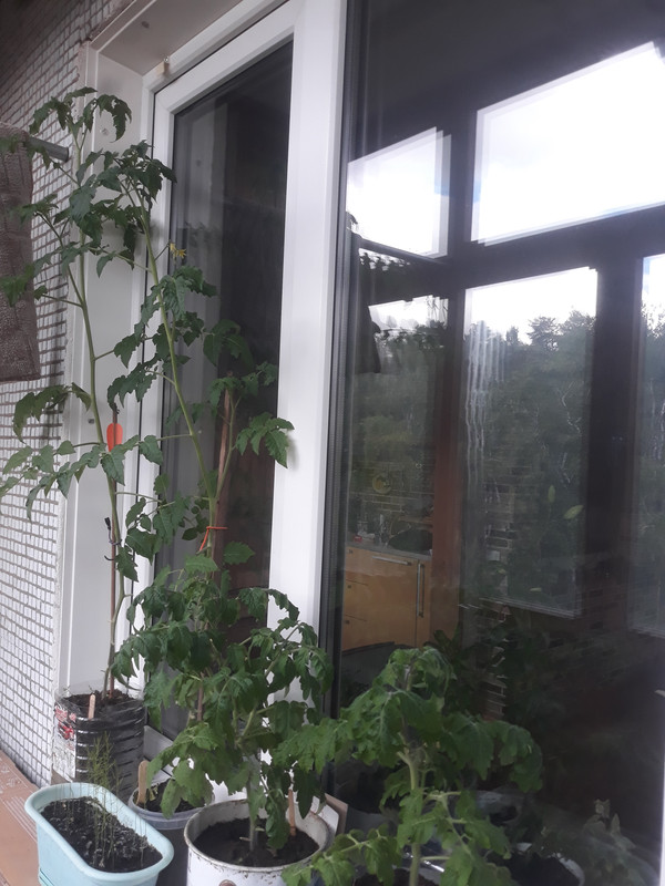 16546867107447621094110339766506