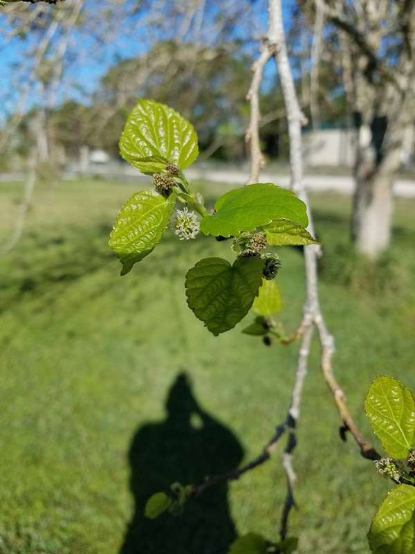 mulberry3