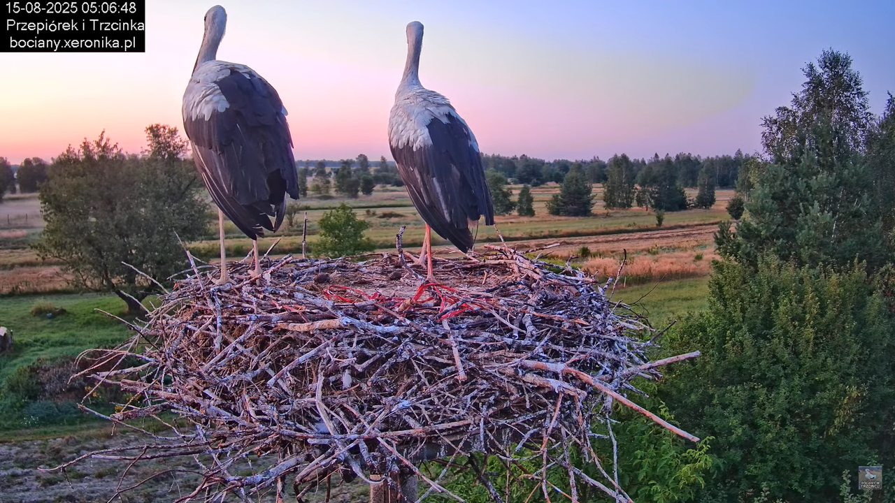 15082025bociany3