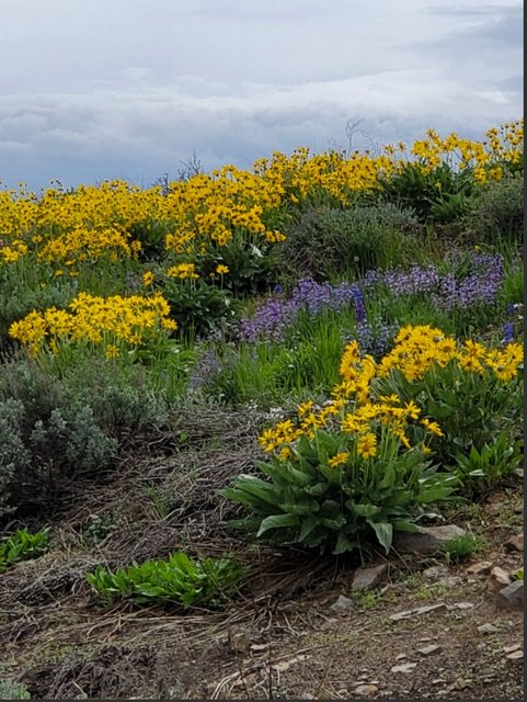 [Image: Idaho-Seaof-Wild-Flower.jpg]