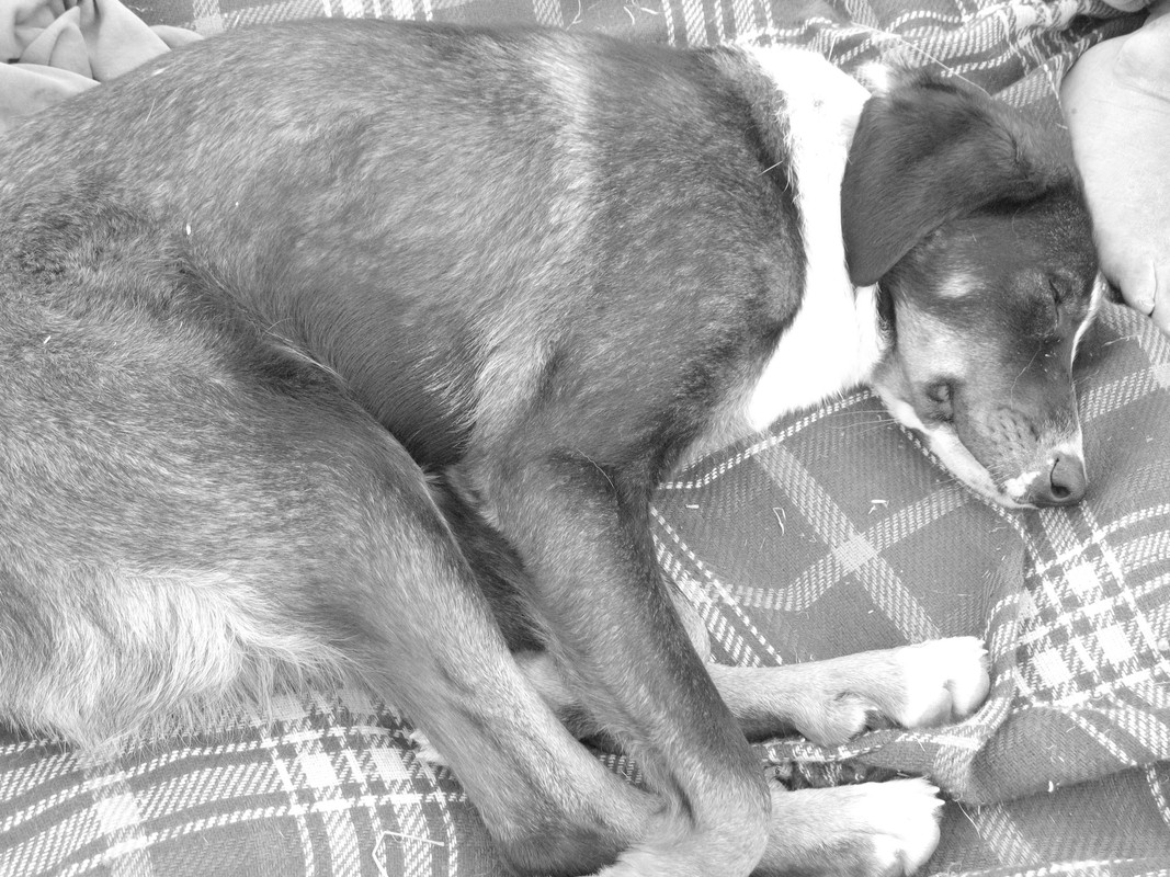 Teknival BG 2013 (117)