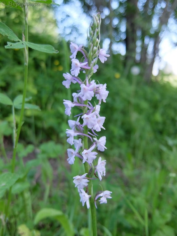 DSCF9041