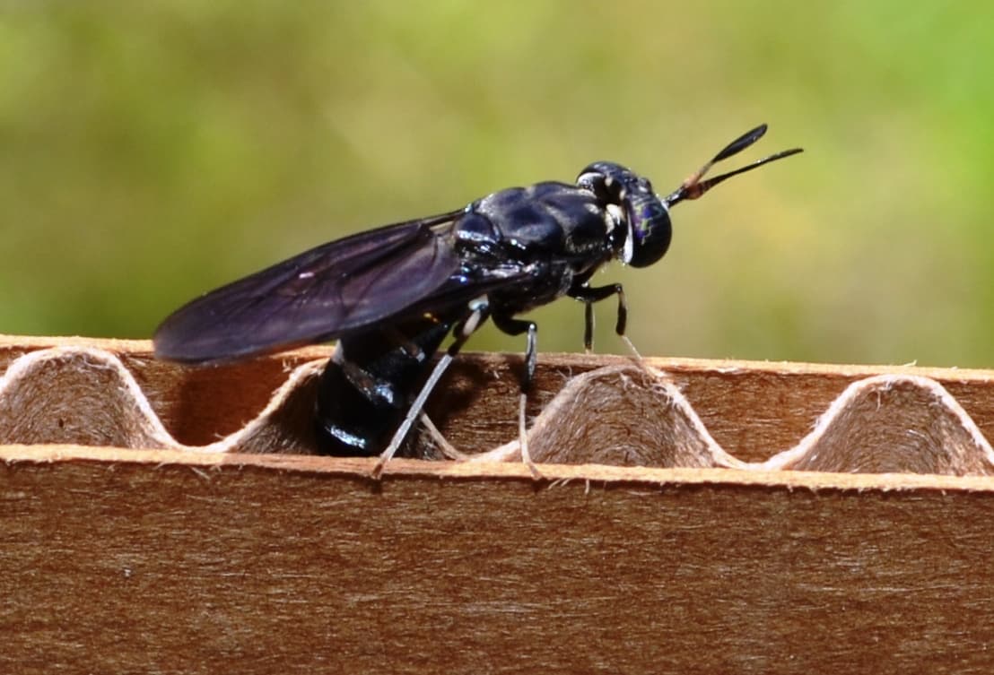 black-soldier-fly-depositing-eggs-in-cardboard.jpg