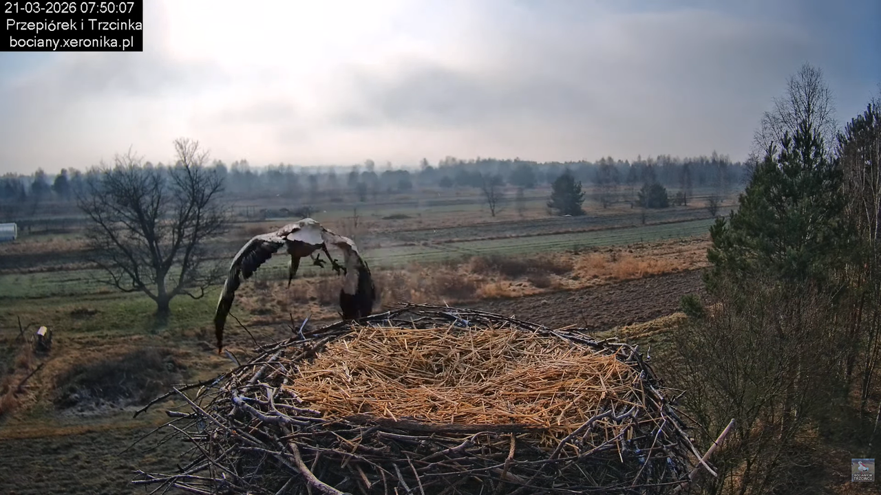 21032026bociany 9