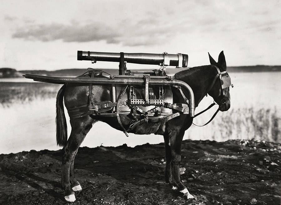 rocket-donkey.jpg