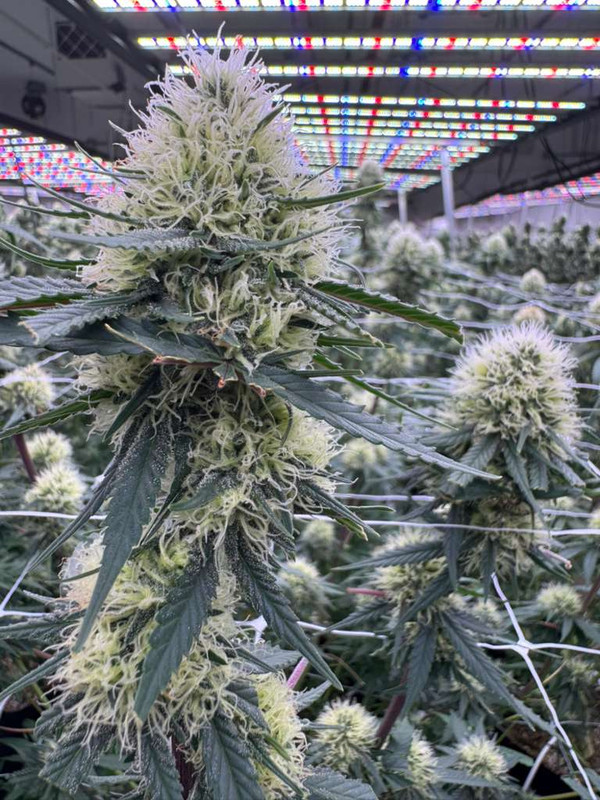 AC/DC CBD strain flower structure from Oklahoma hemp cultivation