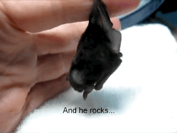 bb.gif
