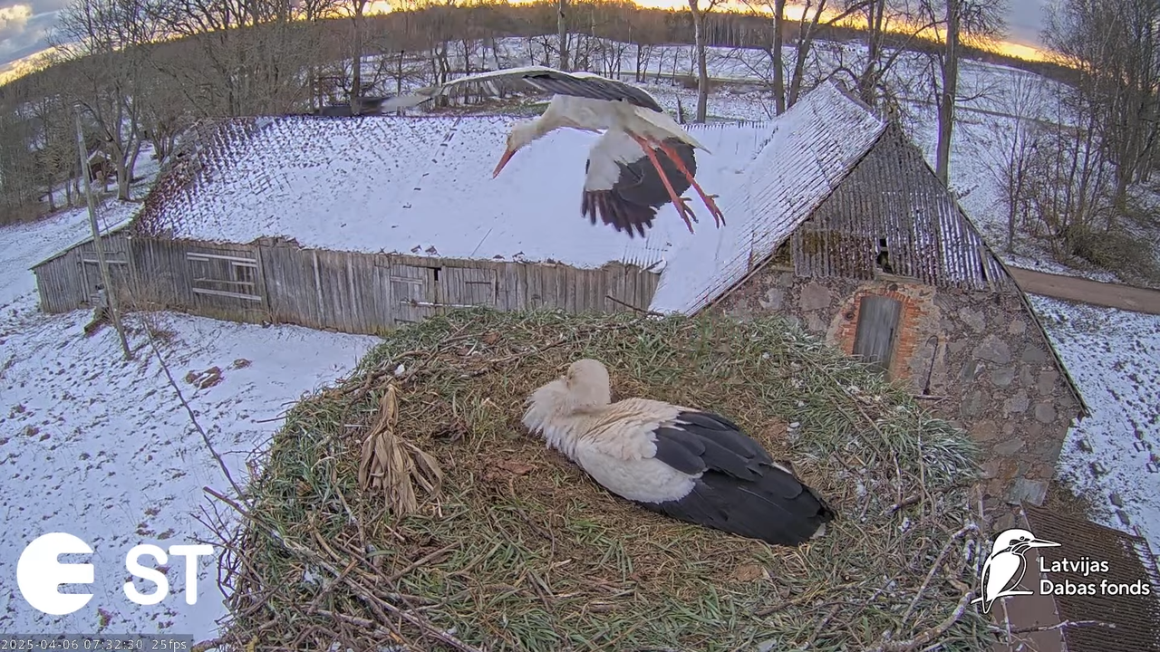 (8) Baltie stārķi (Ciconia ciconia) Tukuma novadā __ White storks in Tukums, Latvia - YouTube - 669_