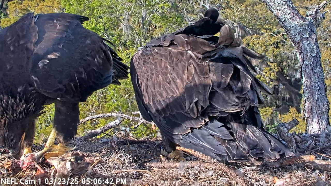 NEFL Cam 1 — tiešraidē Bald Eagle Cam 2-49-3 screenshot