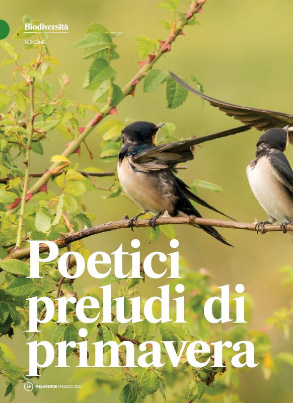 melaverde Mag 2022 (3)