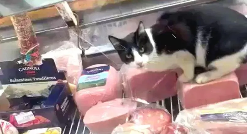 Descubren a un gato comiendo jamón dentro de una heladera y clausuran el local