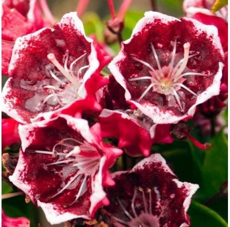 Kalmia latifolia Kaleidoscope-456x449