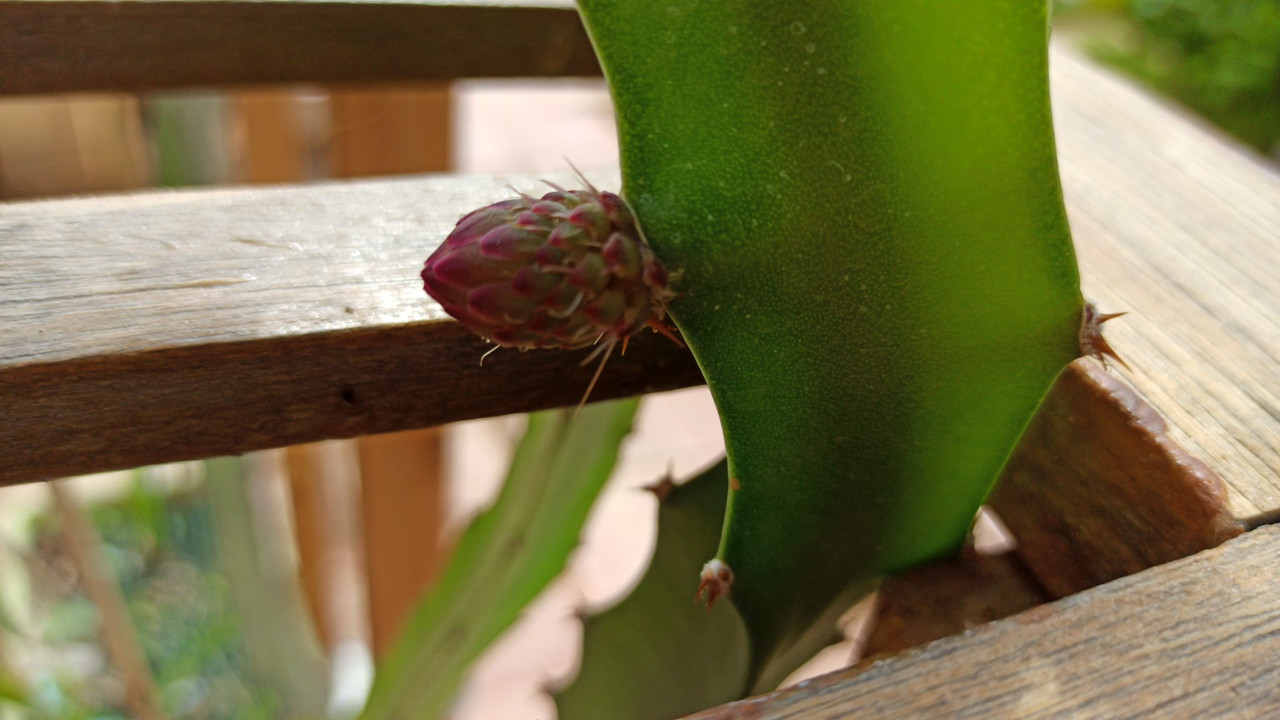 primera flor Pal 3