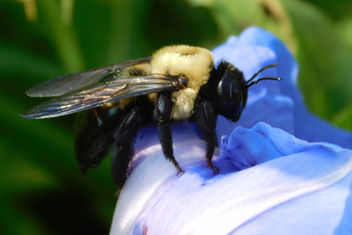 bee