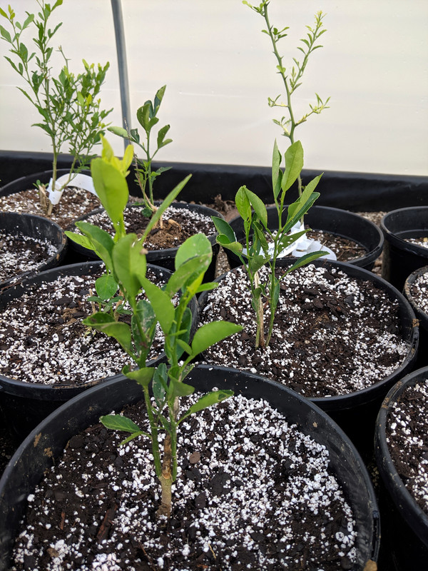 Monofoliate June 14, 2019