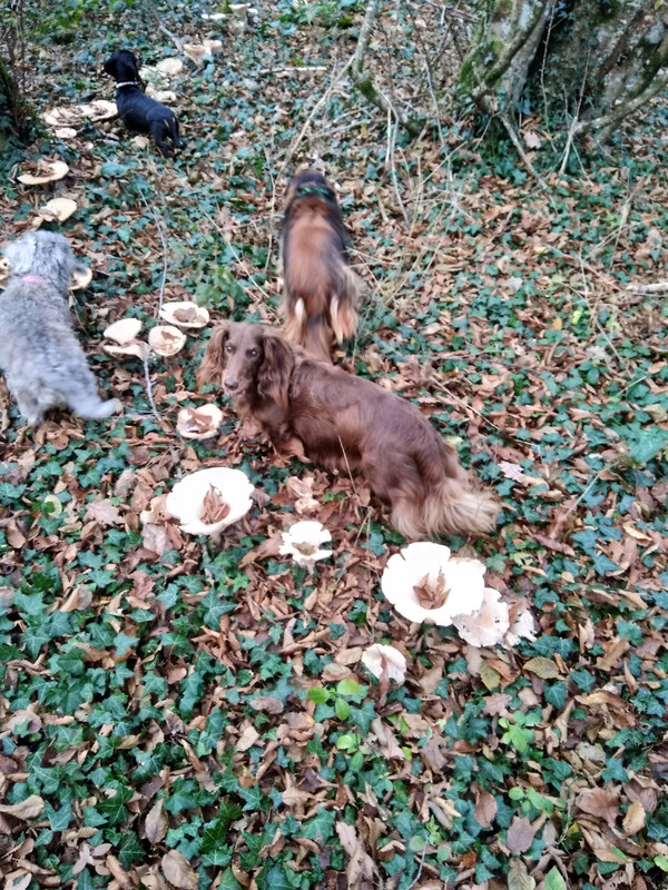 [Image: IMG-20211114-163009.jpg]