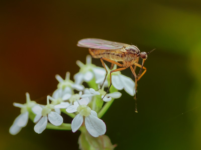 Empis tessellata (Dance Fly) - Bdr '23
