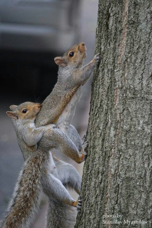 greysquirrels.jpg