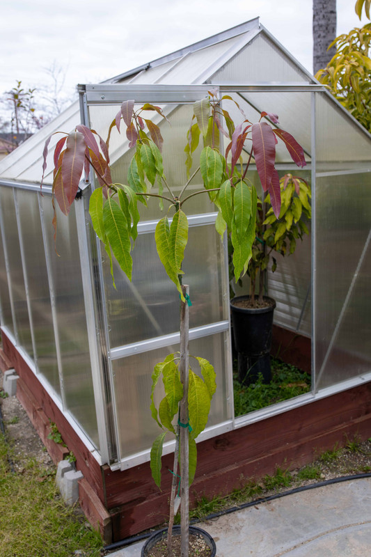 8U1A7596  Sweet Tart Mango Seedling Tree (3-4-2023)