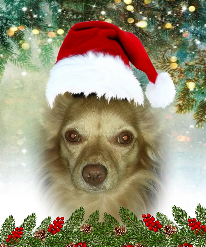 Image and video hosting by TinyPic