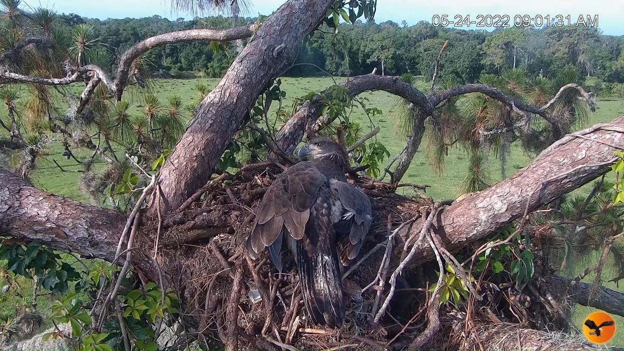 EC Nest Cam 5-3-27 screenshot (1)