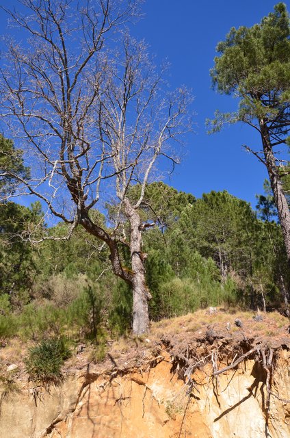 RUTA EMBALSE DEL HORCAJO Y GARGANTAS DEL VALLE DEL TIETAR-20-2-2016-AVILA - Paseando por España-1991/2016 (48)