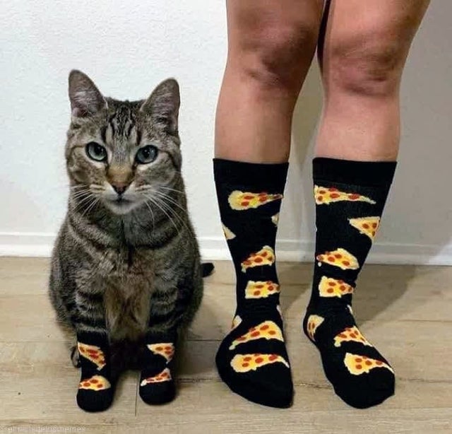 Держите лапки в тепле