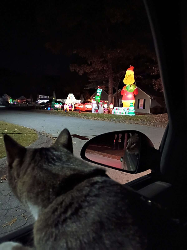 Christmas lights with Coleman