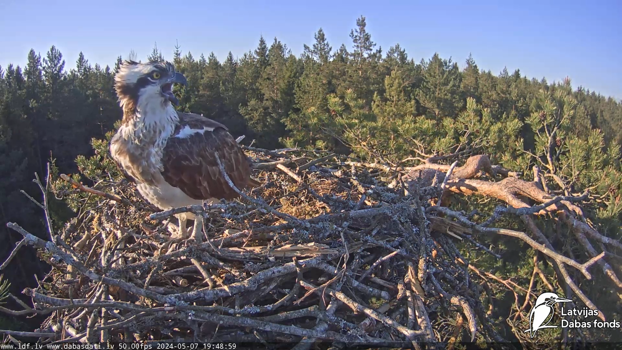 Zivju ērglis (Pandion haliaetus) Kurzemē - LDF tiešraide 10-49-29 screenshot