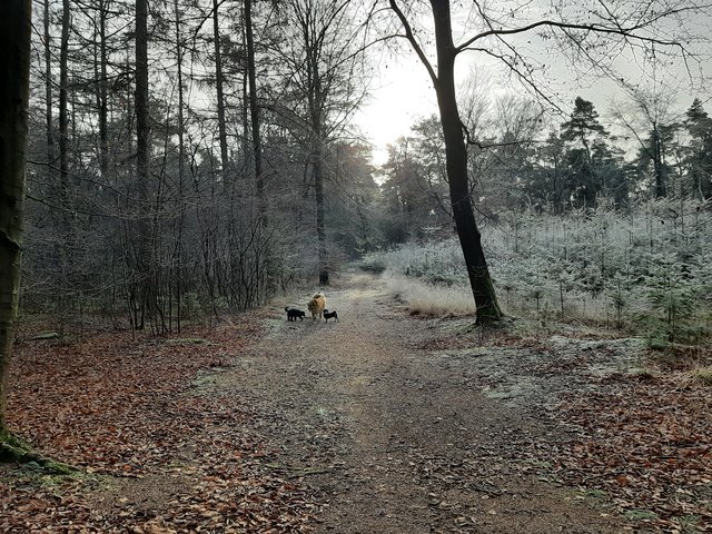 Afbeelding